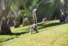 lemur is walking on green grass