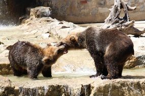 Bears in wildlife