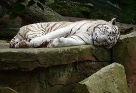white tiger sleeping on the rocks
