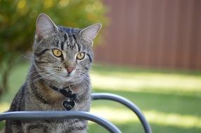 Domestic cute cat