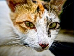 Cat with whiskers