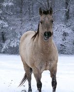 horse in the snow in winter