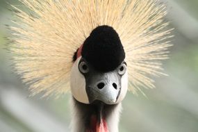 Funny Grey Crowned Crane