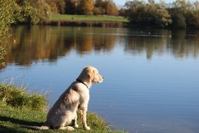 wonderful and beautiful Dog Golden Retriever