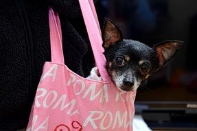 black dog in a pink bag