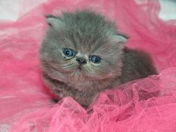 photo of Grey cute Kitten on pink textile