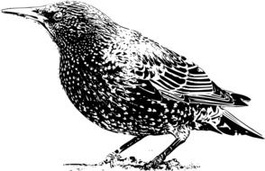 starling, Black and white drawing
