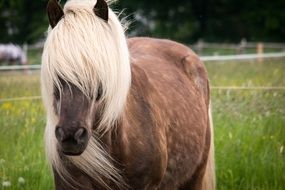 stallion with a white mane