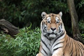 perfect beautiful Sumatran Tiger