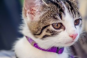 Domestic kitten portrait