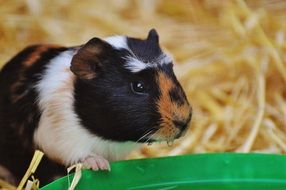 guinea pig on straw near a green bowl
