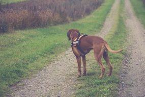 dog boxer on a dirt road