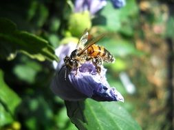 closeup picture of wasp on a purple flower