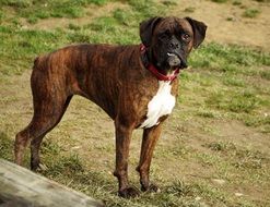 boxer dog stands on green grass