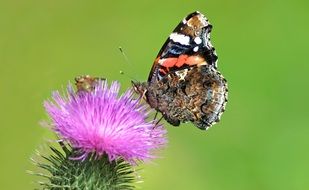 Closeup picture of Admiral butterfly On Thistle