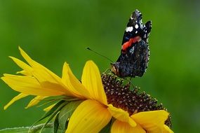 colorful butterfly on a beautiful sunflower