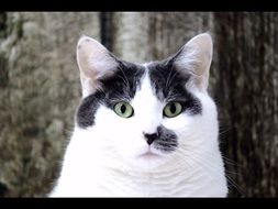photo of white gray cat