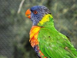 Portrait of perfect beautiful Colorful Lori parrot