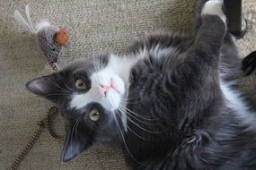 kitten playing with a toy on the ground