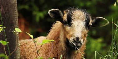 young sheep among green bushes
