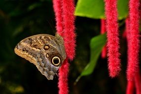 Butterfly Chenille