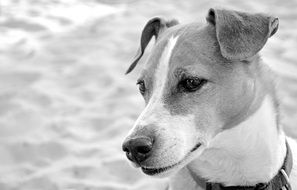 black and white portrait of a spotted dog