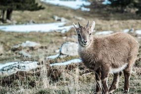 young goat on a rocky hill