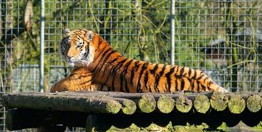 lazy red tiger in a cage at the zoo