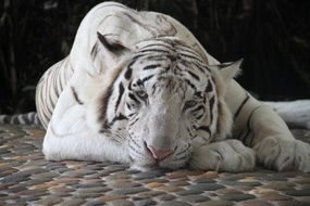 Beautiful and cute white and black tiger lying on the pavement