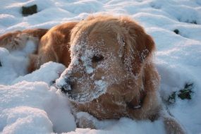 brown dog in the snow