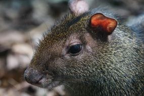 close up view of rodent