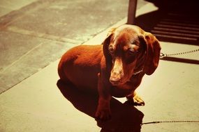 brown dachshund sitting on the street