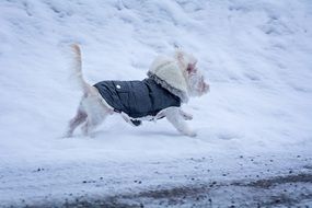 a dog in a jacket runs through the snow