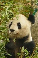 panda among bamboo leaves, china