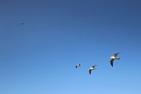 seagulls in flight in the blue sky