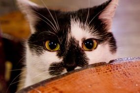 black and white domestic cat with yellow eyes