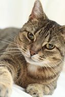 Portrait of mackerel Cat looking straight