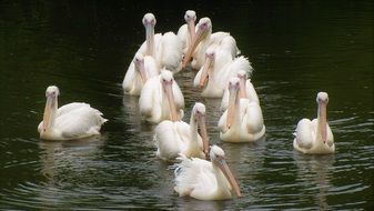 a flock of cormorants