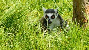 lemur hiding in grass