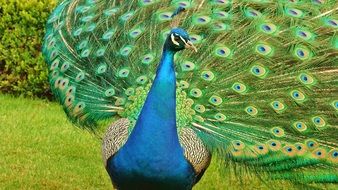 Beautiful peacock with the colorful feathers