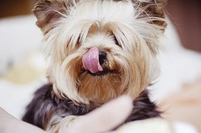 Puppy Pet small dog