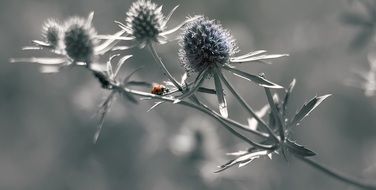 small Ladybug