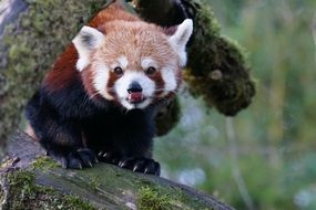 furry red panda on the tree