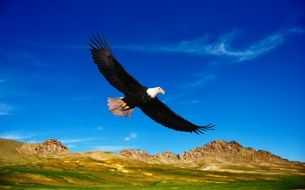 eagle flies over the mountains