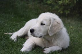 white retriever puppy