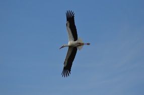 Stork flying on the blue sky background