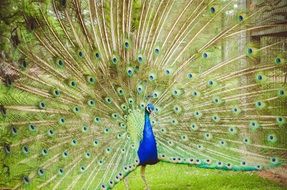 wild peacock with expanded tail