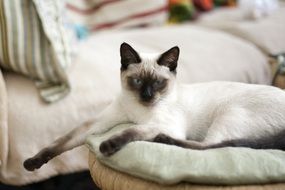 Thai Cat