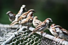 Sparrow Birds on metal fence