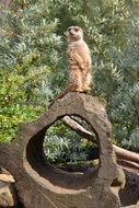 Meerkat staying on piece of wood